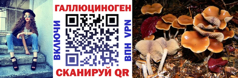 Галлюциногенные грибы MAGIC MUSHROOMS  сколько стоит  Калтан 